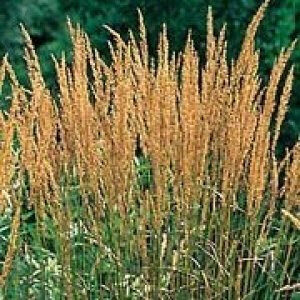 Calamagrostis