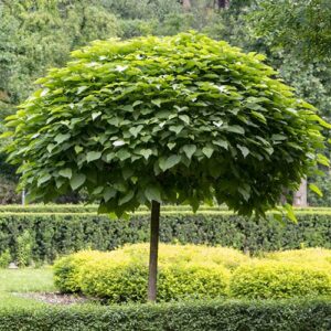 Catalpa bignonoides
