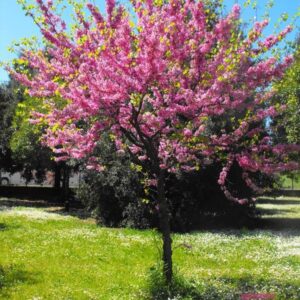 Cercis siliquastrum (Albero di Giuda)