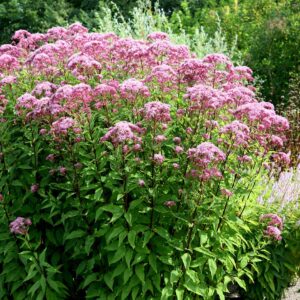 Eupatorium purpureum