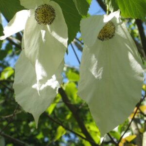 Davidia involucrata