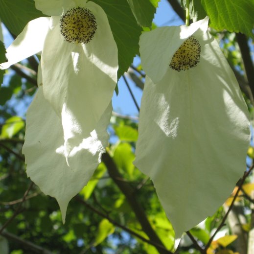 Davidia involucrata