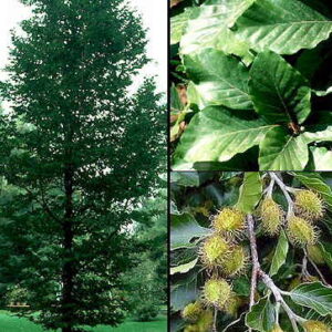 Fagus sylvatica