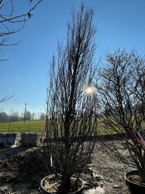 Ostrya Carpinifolia Carpino Nero - immagine 2