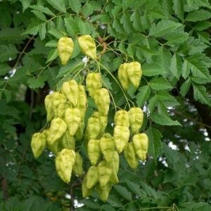 Koerleuteria paniculata