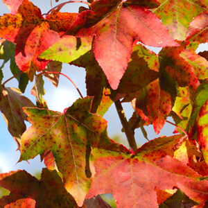 Liquidambar Styraciflua