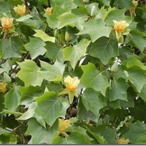 Liriodendro tulipifera