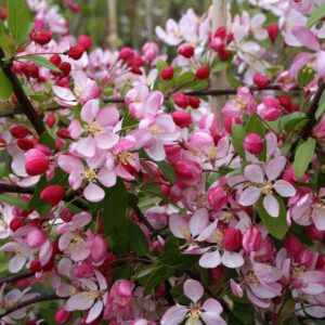 Malus floribunda