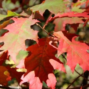 Quercus rubra