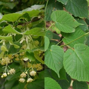Tilia cordata