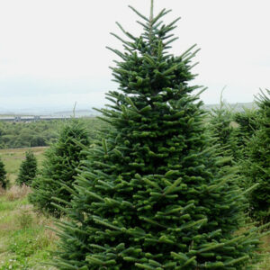 Abies nordmanniana