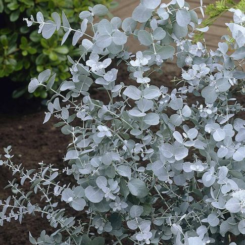 Eucalyptus gunny