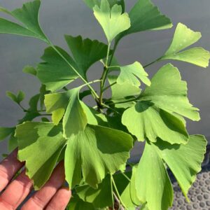 ginkgo biloba