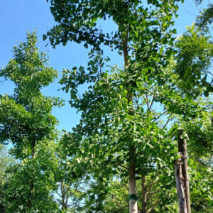 Ginkgo Biloba