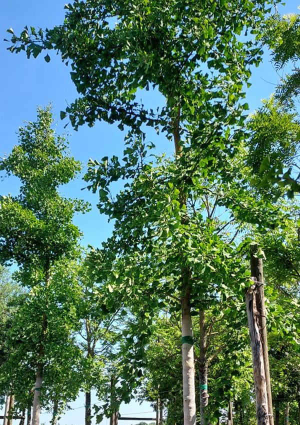 Ginkgo Biloba