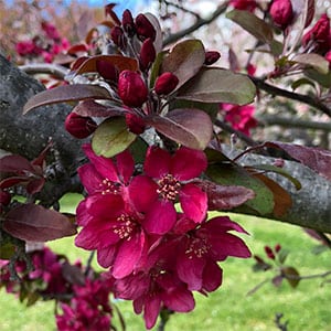 Malus profusion