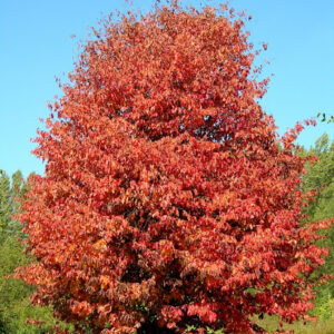Parrotia persica