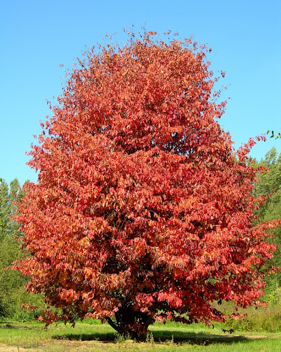 Parrotia persica