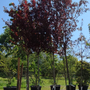 Prunus cerasifera Pissardii ciliegio