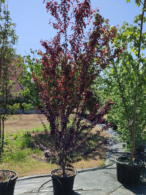 Prunus cerasifera Pissardii ciliegio - immagine 2