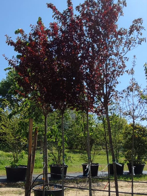 Prunus cerasifera Pissardii ciliegio