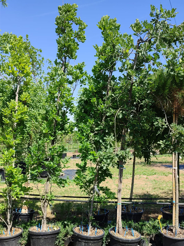 Quercus robur (Quercia comune)