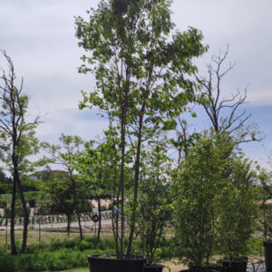 Quercus rubra Quercia rossa