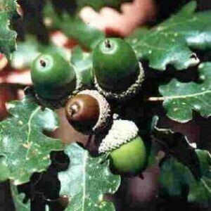 Quercus pubescens