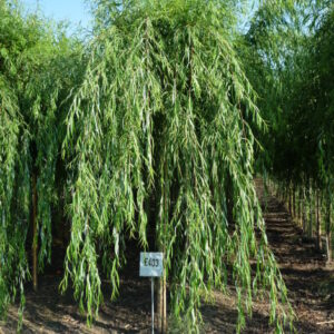 Salix babylonica