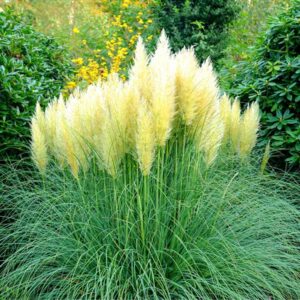 GRAMINACEE