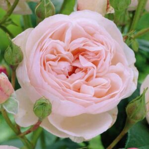 ROSE E ROSAI