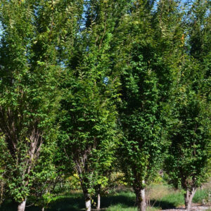 Zelkova serrata sartori