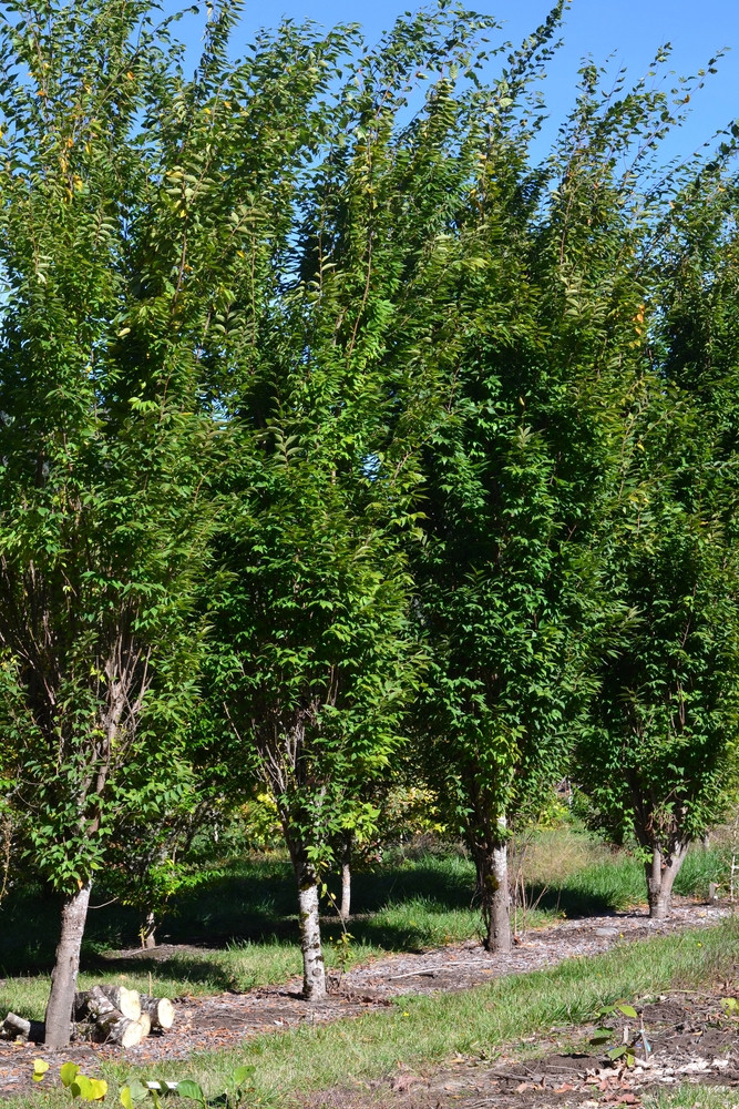 Zelkova serrata sartori