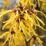 Hamamelis Arnold Promise