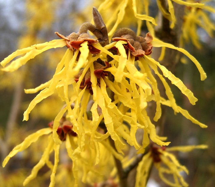 Hamamelis Arnold Promise
