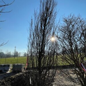 Carpinus betulus fastigiata