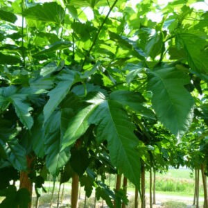 Morus alba fruitless