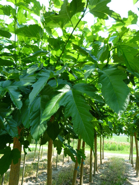 Morus alba fruitless