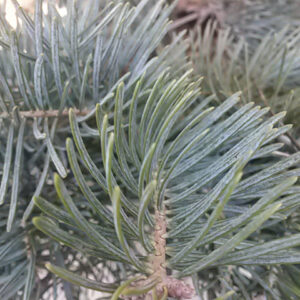 Abies concolor