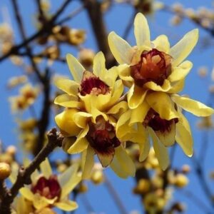 Calicanto - Chimonanthus praecox
