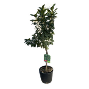 Ciliegio nano (Prunus avium)