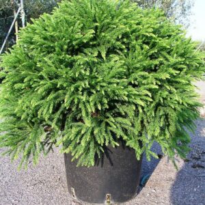 Cryptomeria globosa nana