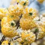 Edgeworthia chrysantha