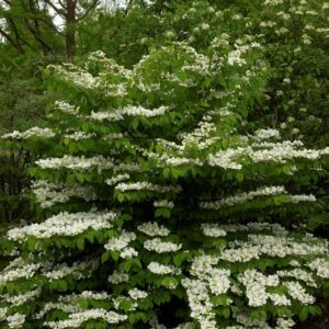 Viburnum plicatum Watanabe