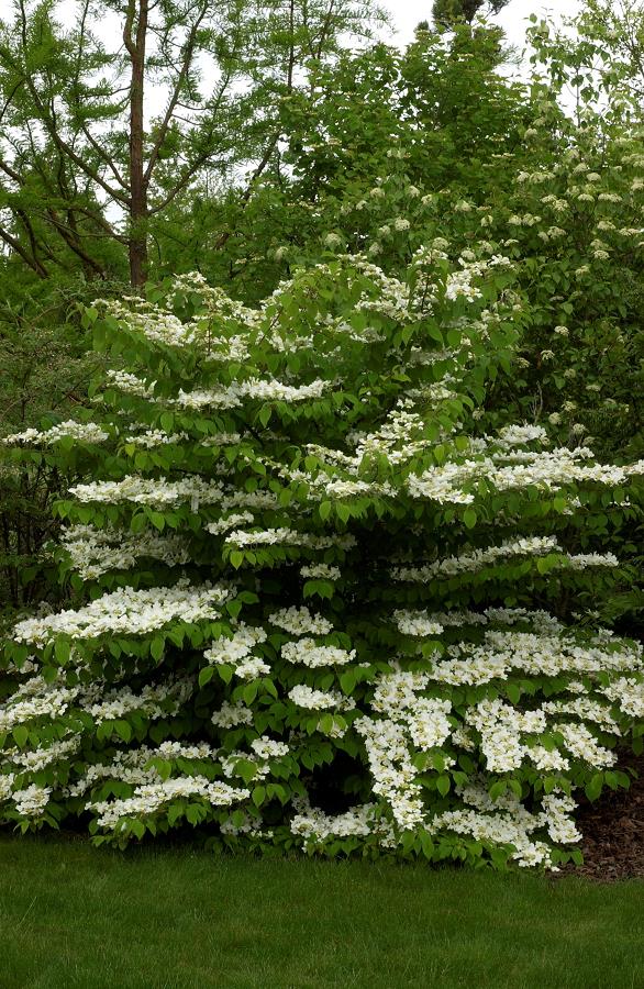 Viburnum plicatum Watanabe