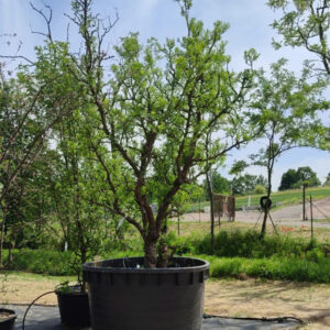 Ziziphus Giuggiolo