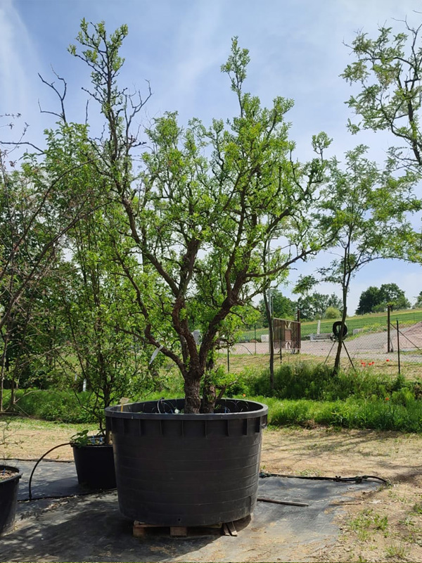 Ziziphus Giuggiolo