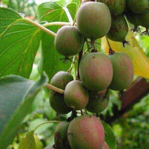 Actinidia Arguta Mini Kiwi