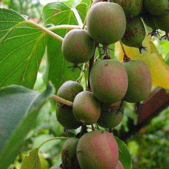 Actinidia Arguta Mini Kiwi