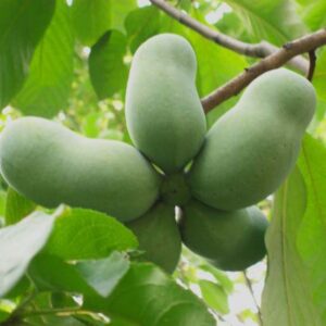 Asimina triloba banano del nord